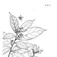革葉鼠李 革葉鼠李