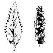 a:葉繁殖，b:零餘子繁殖