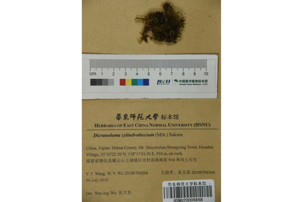 長蒴錦葉蘚 長蒴錦葉蘚