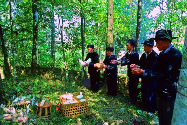 祭寨神林 祭寨神林