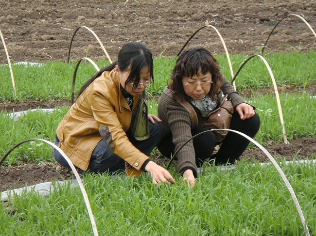 異龍鎮推廣水稻旱育稀植