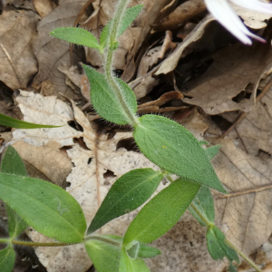 Alloispermum longiradiatum