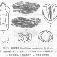 鹽源雛蝗 鹽源雛蝗