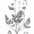 西藏稜子芹 西藏稜子芹