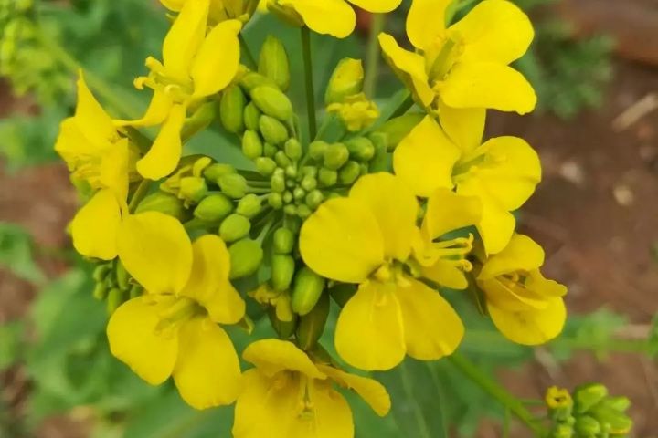 華919 華919
