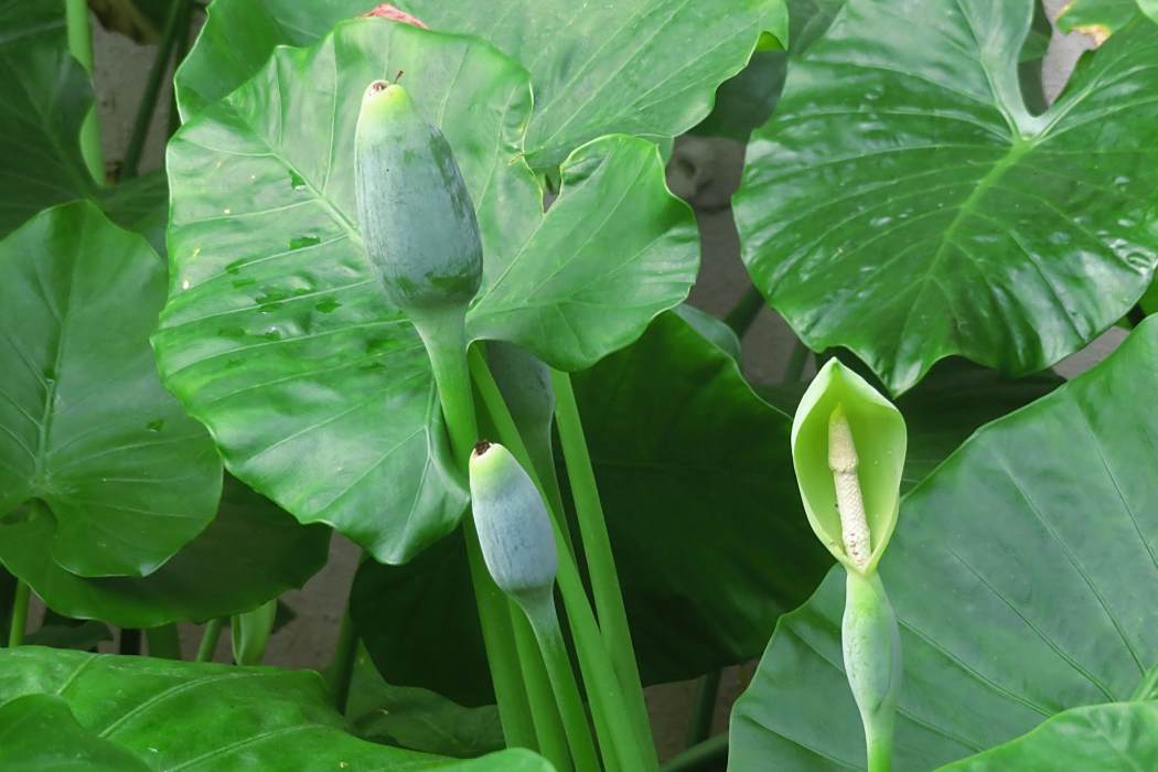 大野芋屬 大野芋屬