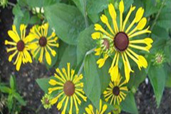 Rudbeckia subtomentosa \x27Henry Eilers\x27 Rudbeckia subtomentosa \x27Henry Eilers\x27