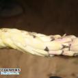 沙蓯蓉 沙蓯蓉