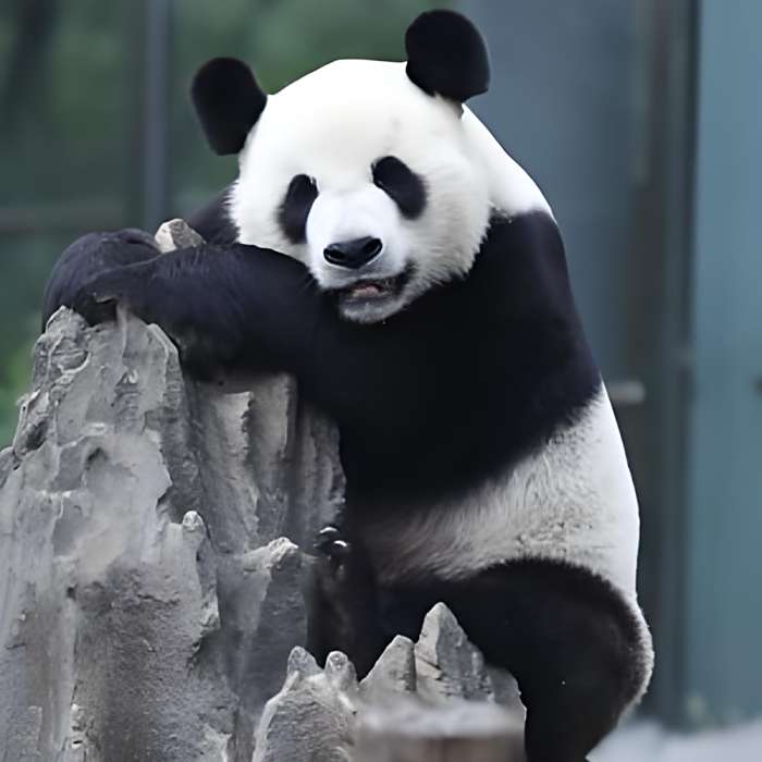 我是陳三歲 我是陳三歲