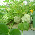 飛碟瓜(園藝植物)