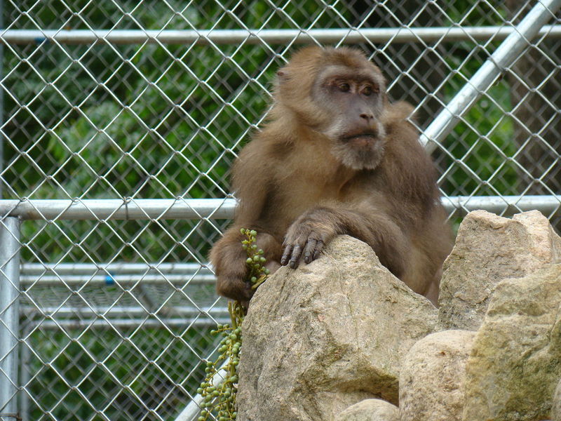 猴王寨猴子