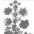 冬葵子(錦葵科植物) 冬葵子(錦葵科植物)