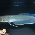 黑骨舌魚 黑骨舌魚