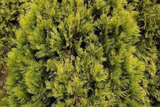 京灑柏8號 京灑柏8號