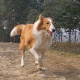 沙克犬(狩獵犬)