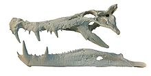 野豬鱷的頭顱骨側面