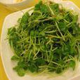 蘿蔔芽 蘿蔔芽