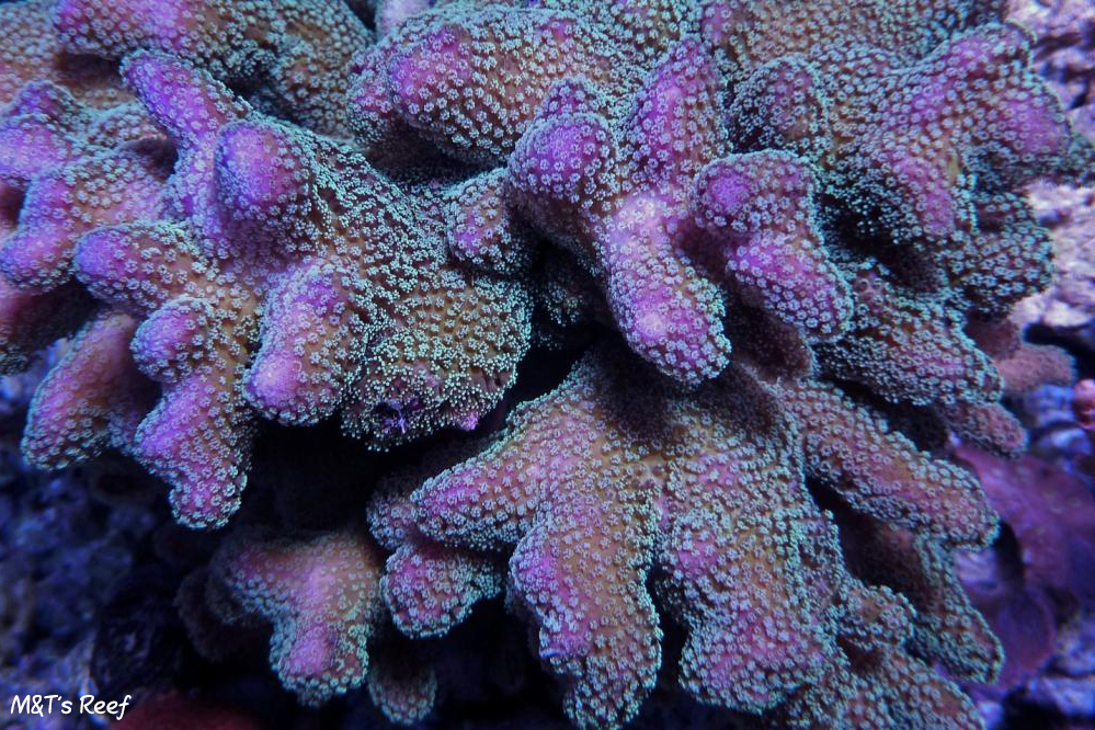 海樁綱 海樁綱
