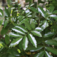 龍荔