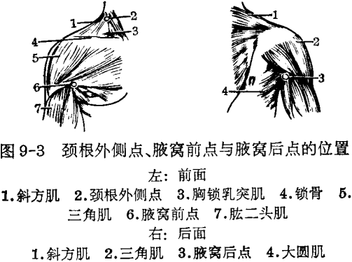 腋窩前點 腋窩前點