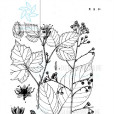 常綠莓組