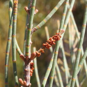 Allocasuarina spinosissima
