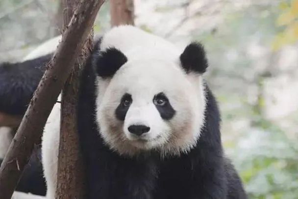 仨兒(2013年出生的大熊貓) 仨兒(2013年出生的大熊貓)