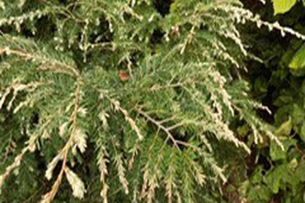Tsuga canadensis \x27Gentsch White\x27 Tsuga canadensis \x27Gentsch White\x27