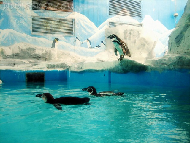 北京動物園企鵝館