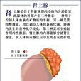 腎上素 腎上素