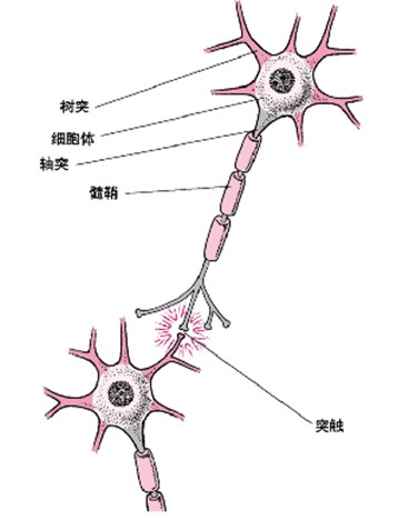 神經細胞結構