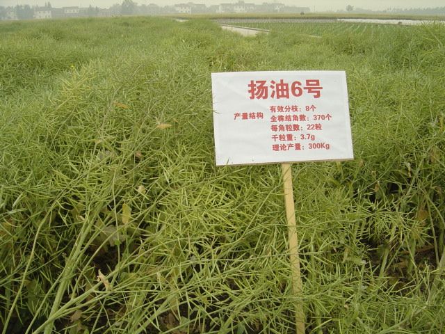 揚油6號 揚油6號