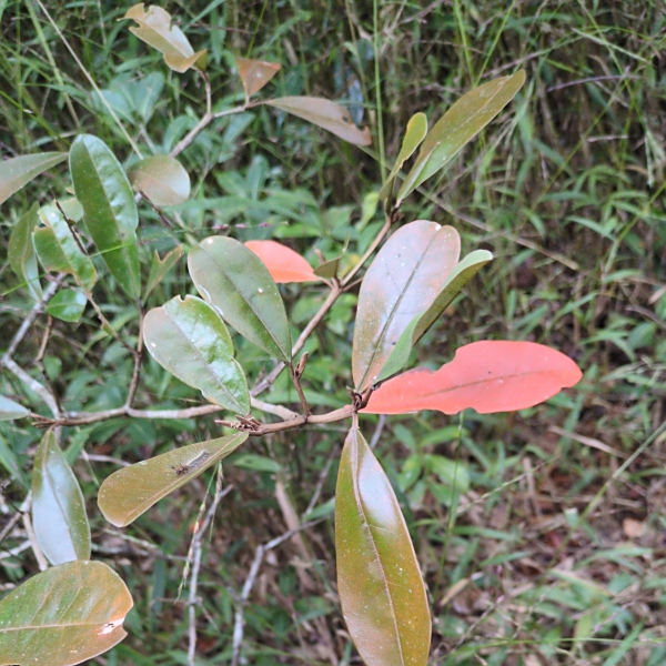 Croton submetallicus