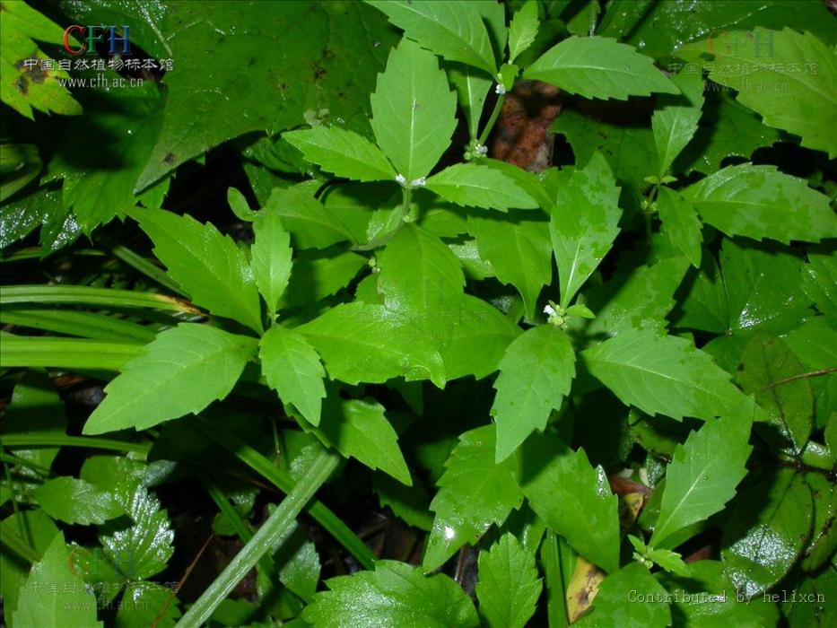 小花地筍 小花地筍