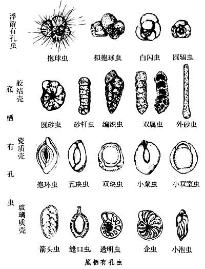 生殖與生活史有孔蟲的生殖方式