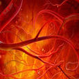 新生血管