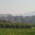八仙村(雲南省昭通市昭陽區守望鄉下轄村)