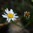 華南狗娃花 華南狗娃花
