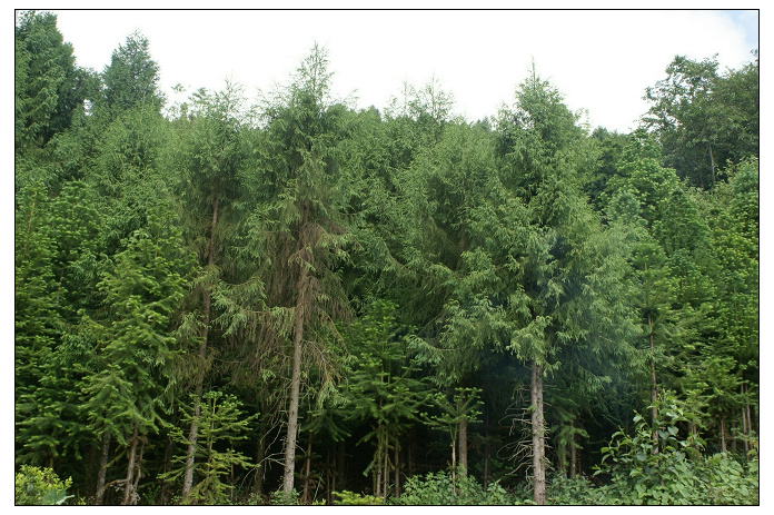 漢壩場自然村經濟林木