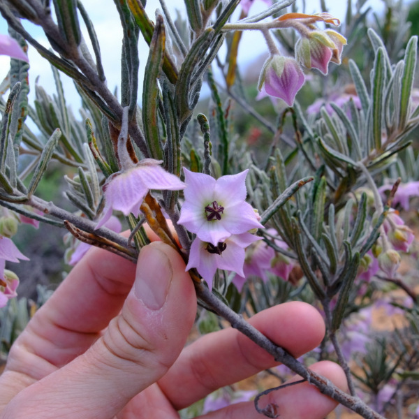 Guichenotia intermedia