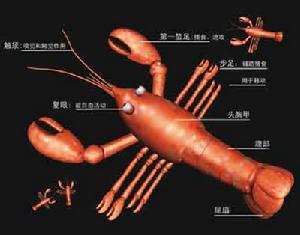 螯蝦