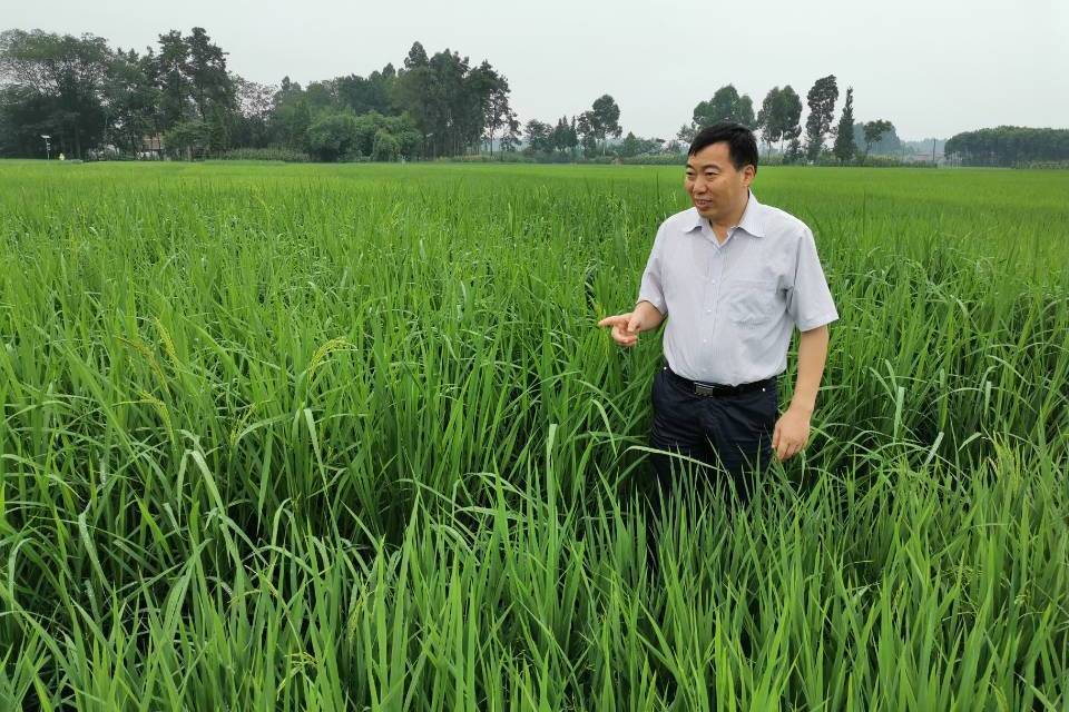 李廷軒(四川農業大學研究生院院長) 李廷軒(四川農業大學研究生院院長)