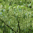 青榨槭(植物)