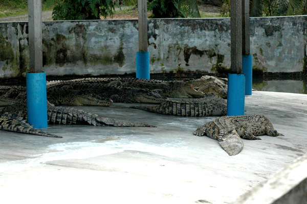 南亞港鱷魚園