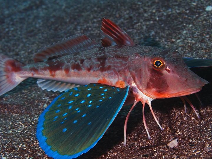 小眼綠鰭魚