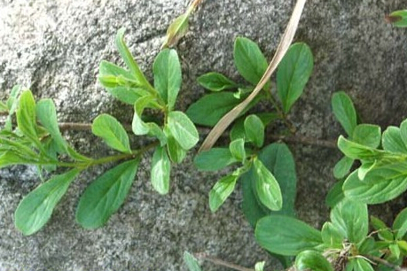 琉球鼠李 琉球鼠李