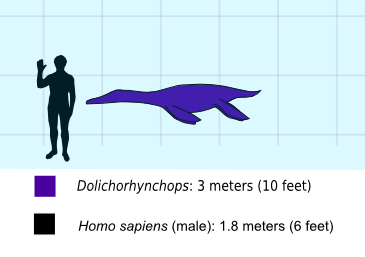 長喙龍與人類的體型相比