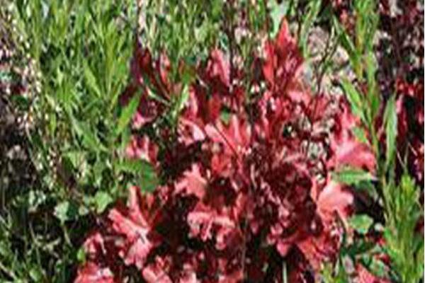 Heuchera \x27Peach Flambe\x27
