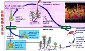 苔蘚植物的生活史