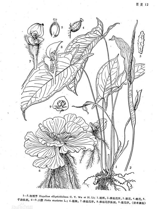 細柄芋 細柄芋